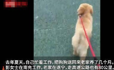 忠犬走丢两月后流浪回到80公里外的主人老家吃苦太多让人心疼