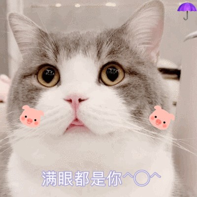 猫咪有这7种表现，说明它深深“爱上你”了！