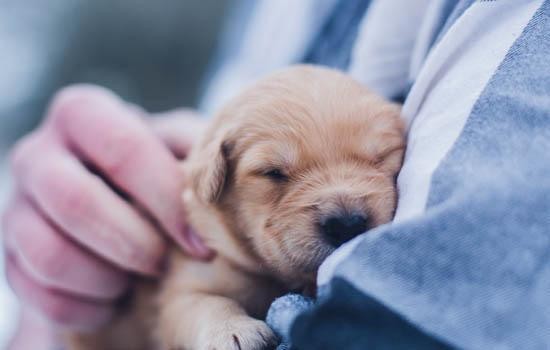 狗狗身上有跳蚤怎么办细说犬跳蚤的各项事宜