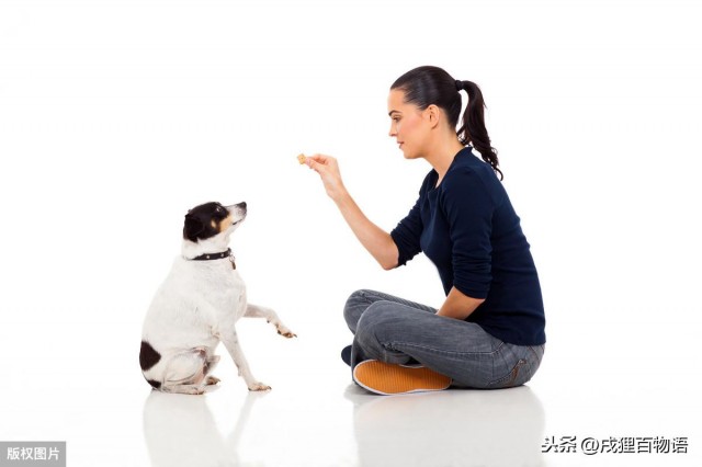 如何选择狗狗零食？我来帮忙