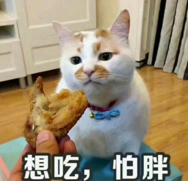 长期喂猫咪这些食物，你可能真的没把猫咪放在心上