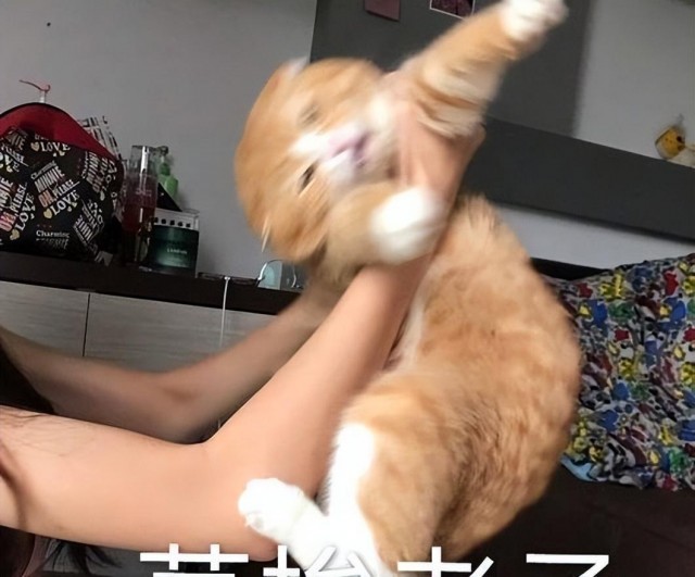 主人把猫咪和狗一块养结果发现狗实在有点惨狗：我太难了