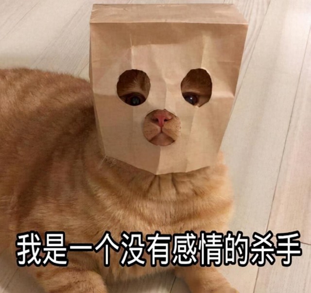 别把猫“绝育”神圣化，伤害也不少，劝你慎重决定！