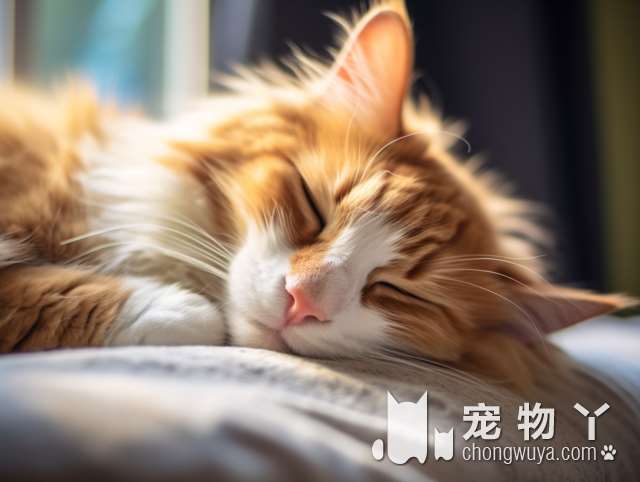 你家最合适的宠物伴侣是猫还是狗?